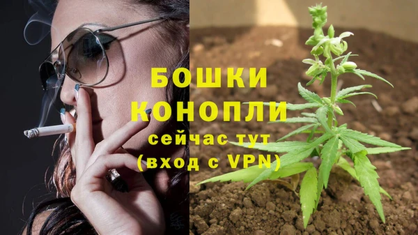 прущие грибы Горняк